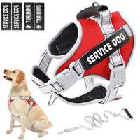 Red and gray service dog harness with 'Service Dog In Training' patches, attached leash, and a dog sitting next to it.