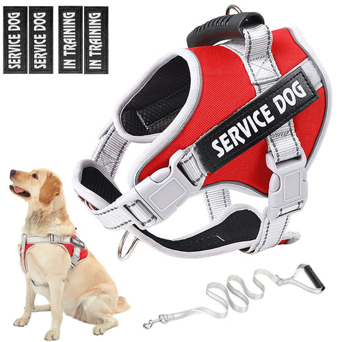 Red and gray service dog harness with 'Service Dog In Training' patches, attached leash, and a dog sitting next to it.