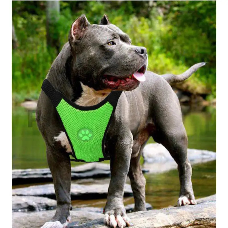 The Aero Safety Harness